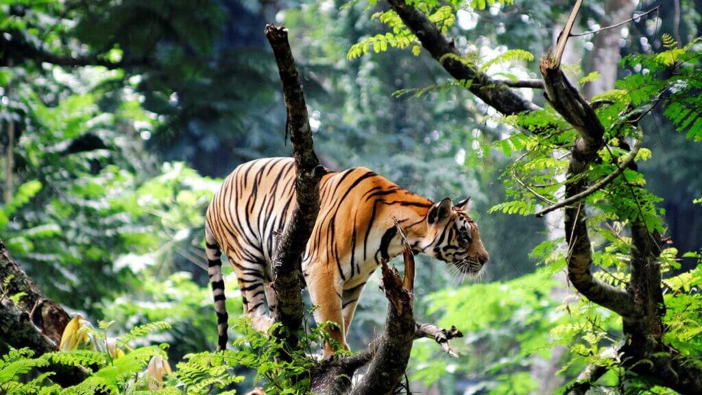 Top 10 Best Destinations For Wildlife Lovers: A Thrilling Adventure ...